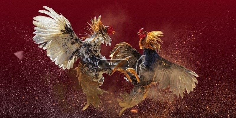 Äá gà trá»±c tiếp hấp dẫn ngưá»i chÆ¡i Äá gà trá»±c tiếp hấp dẫn ngưá»i chÆ¡i
