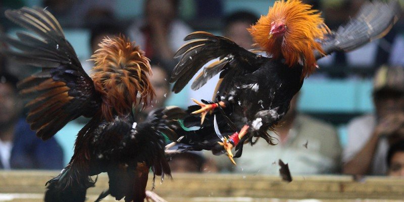Hoạt động đá gà Philippin bằng cựa dao AE888 là một dạng giải trà thú vị
