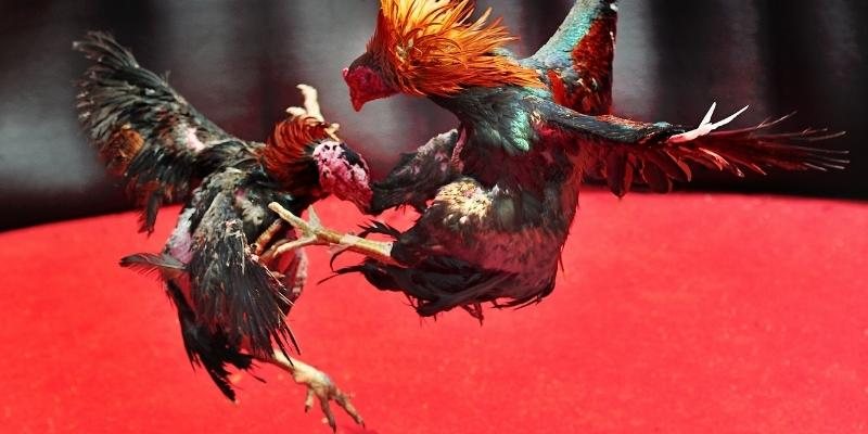 Tráºn đấu Äá Gà Trá»±c Tiếp kịch tÃnh Tráºn đấu Äá Gà Trá»±c Tiếp kịch tÃnh