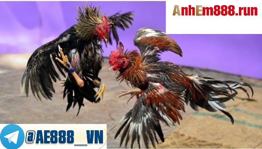 Trực tiếp đá gà hấp dẫn người xem