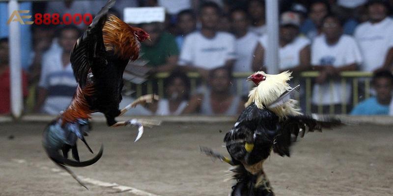 Các thế gà đá đòn độc tại đá gà thomo Anhem888